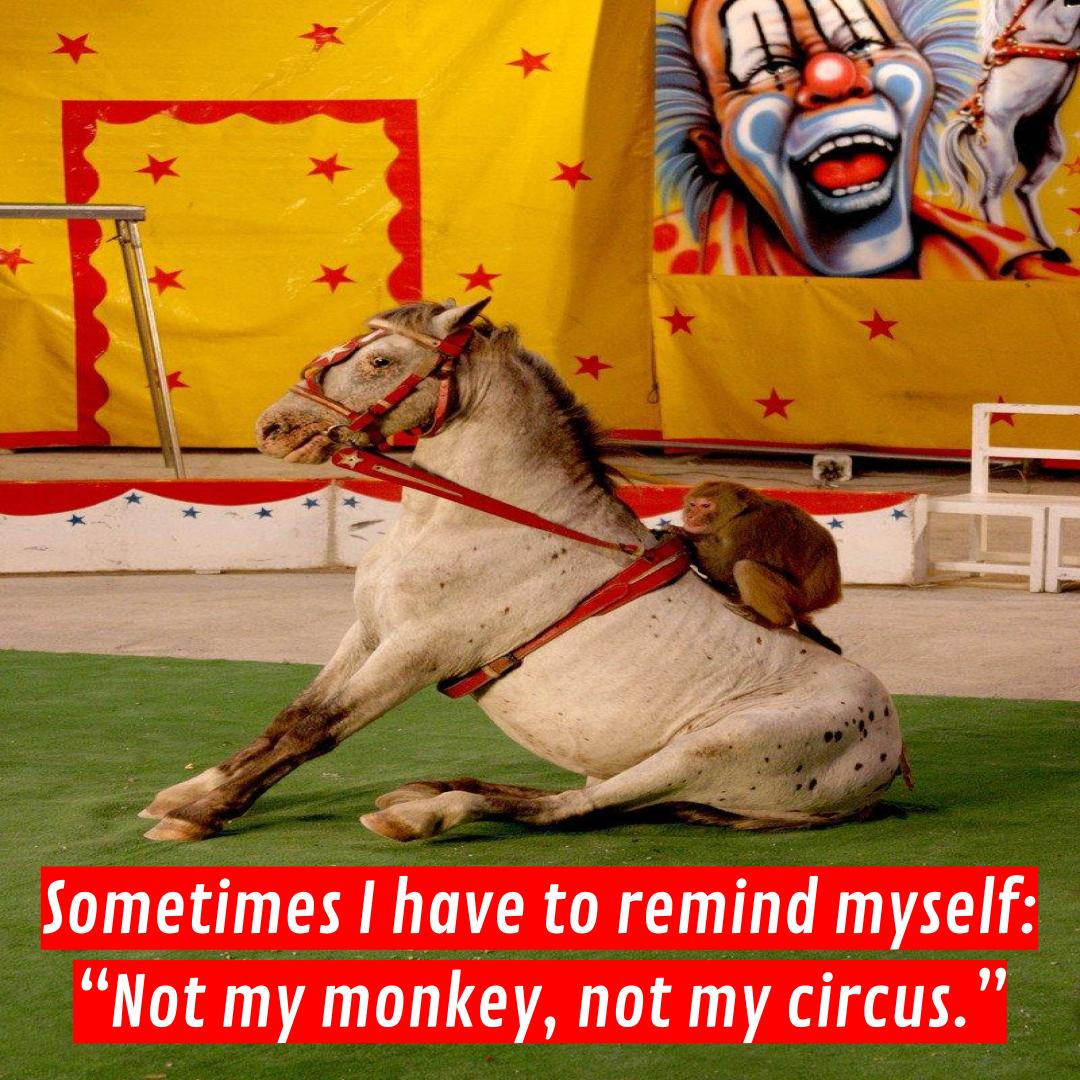 Circus monkey riding a horse